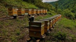 Yıllık 300 milyon lira kazandırıyor! Her derde deva