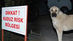 Mardin'de kuduz paniği! Yedi kişiyi ısıran köpek... 