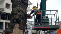 150 yıllık meşe ağacı kesildi! Vatandaş tepki gösterdi