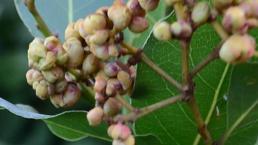 Paraya para demiyorlar! Her yıl daha fazla verim elde ediliyor, 25 bin TL kazanç...