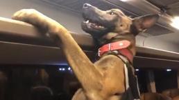 Yolcu otobüsünün tavanına gizlenen 126 kilo eroini narkotik köpeği buldu