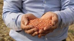 2022 sertifikalı tohum desteği ne kadar, ne zaman ödenecek? Sertifikalı tohum desteği 2022!