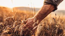 Çiftçiye müjde! Alım garantisi geliyor! Düğmeye basıldı