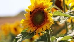 Çiftçiye kredi desteği! Ayçiçeği...