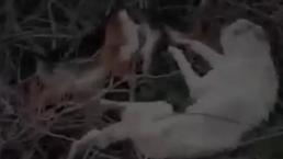 Sakarya'da şoke eden durum! Sokak köpekleri ölü bulundu!