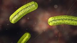 Salmonella nedir, salmonella typhimurium belirtileri nelerdir? Tarım Bakanlığı’nın Kinder Salmonella salgını kararı!