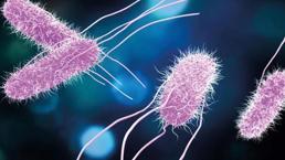 Salmonella virüsü ile ilgili flaş açıklama! Okullar için denetleme çağrısı...