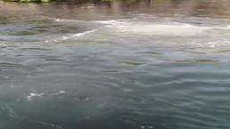 Heybeliada'da denize lağım suyu karıştı