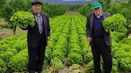 Marul tarlada 2 lira tezgahta 10 lira