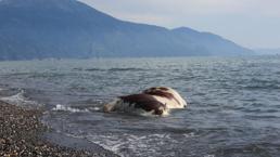 Hatay'da görenleri şaşırtan durum! Sahil kenarında bulundu