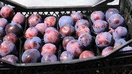 Kilosu 50 lira, tozu gitmemesi için 2 parmakla toplanıyor