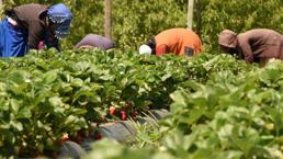 Paraya para demiyorlar! 5 ülkeye ihraç! Yıllık 400 milyon lira...