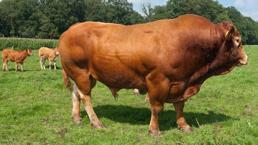 İl il fiyatlar belli oldu! Kurban kesecekler için flaş uyarı: Kesinlikle izin verilmeyecek...