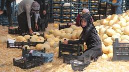 Tarladan 6 TL'ye çıkan kavun, markette 2 katı fiyata satılıyor