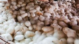 40 günde 6 bin lira net kazanç sağlıyor! Masrafı da yok