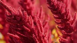 Kanser hastalarının umudu, çölyak hastalarına şifa! İnsülin direncini dengeliyor, diyabet...