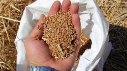 Gıda krizine çözüm olacak, Türk bilim insanları geliştirdi! Soğuk, kuraklık ve hastalıklara dirençli...  