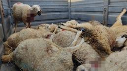 Köye inen bozayı ağıla girip 17 küçükbaş hayvanı öldürdü