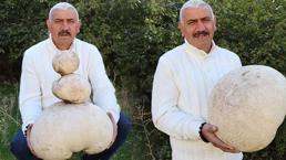 Dağda buldu, görenler şaşkına döndü! Yaklaşık 9 kilo