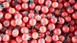 Sebzede örtü altı sezonu açıldı, fiyatlar düşüyor  