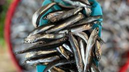 Palamuttan sonra hamsi de tezgahlara düştü! İşte balık fiyatları...