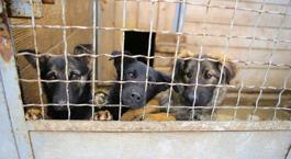 Şiddet görüntüleri infial yaratmıştı! 'Zalim, kurban ve gözlemci üçgeni'