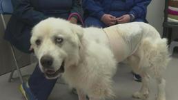Herkes bunu konuşuyor! Çoban köpeği sürüye saldıran 8 çakalı öldürdü