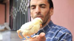 Gören bir daha bakıyor! Bu da 3 ayaklı civciv, fiyatını soran pişman oluyor
