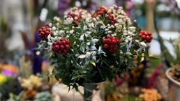 Kokina çiçekleri yılbaşı için raflardaki yerini aldı! Fiyatı iki kat arttı