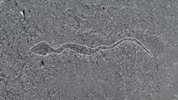 Gizemi çözülemeyen çizgiler! Bilim insanları da şaşırdı, tam 168 tane