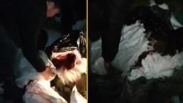 Yer: İstanbul... At keserken yakalandılar