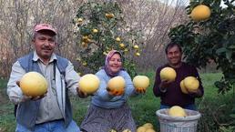 Kilosu 7 liradan satılıyor! Görenler inanamıyor, ağaçta yetişiyor