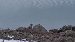 Tunceli'de nesli tükenme tehlikesi altında bulunan su samuru görüntülendi