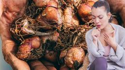 Kansere, obeziteye ve diyabete şifa! Kabukları bile her derde deva çıktı