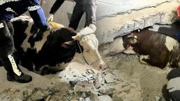 Hayvancılık ve tarımla uğraşan depremzedelerin yaraları sarılıyor