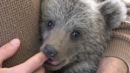 Ormanlık alanda buldukları yavru ayıyı evlerinde besliyorlar   