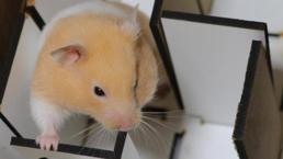 Depremde hayat kurtaran hamster! Köpeklere rakip olabilir