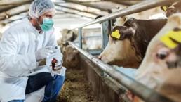 Hayvan pazarlarında kurban dönemi başlamadan kısıtlama kaldırıldı