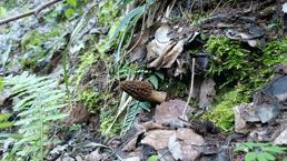 Fiyatı altınla yarışıyor! Doğada kendiliğinden yetişiyor