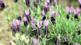 Tam 60 çeşit, kilosu 20 bin liraya satılıyor! Tıbbi ve kozmetik sanayi için çok önemli