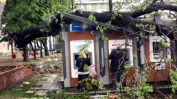 Avcılar'da ağaç ATM'lerin üzerine devrildi! Para çekmeye devam ettiler