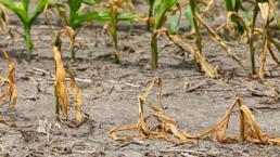 Tarımsal verim düştü 'acil' uyarısı geldi! 'Çözüm bulmanız lazım'