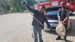 Arabanın motorundan çıkan 2 metrelik yılan hem şaşırttı hem de korkuttu