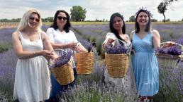 Trakya'da tarlalar mor renge büründü! Turizme büyük katkısı olacak