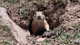 Sayısı 20 bindi,  2 yılda 15'e kadar düştü! 'Bize doğanın canlılığını gösteriyordu'