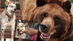 Vahşi ayıyla yumruk yumruğa kavga eden yaşlı kadın ülkede gündem oldu!