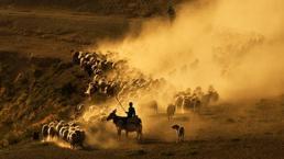 Koyun sürülerinin tozlu yolculuğu görsel şölen oluşturdu