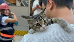 Yavru kedi, 4 metre yüksekte mahsur kaldı