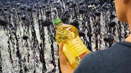 Ayçiçek yağı fiyatlarıyla ilgili flaş açıklama! Tarlayı kuraklık vurdu