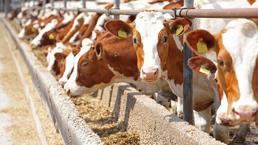 Büyükbaş hayvana gen tedavisi! Hem et hem süt üretimi artacak